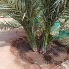 لوحة مميزة