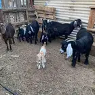 معزاء مواليد