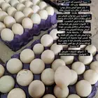 بيض بط بكيني