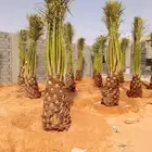 نخل مثمر للبيع نخيل برحي سلاطين غره صقعي هلالي سلج نبوت علي