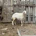 رخل جذعة فل الفل