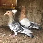 حمام للبيع