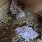 فروخ صن كنيور