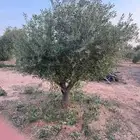 شجر الزيتون احجام مختلفه واشجار السدر والترمناليا