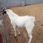 مشروع فحل بيشي فاخر