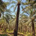 يوجد لدينا نخيل عربي مثمر جميع الأنواع كما نوصل للجميع انحا