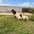 ذبايح نعيمي لباني بلدي بري فل