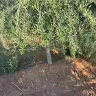 اشجار زيتون مثمر للبيع جميع المقاسات