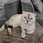 قطوه سكوتش فولد للتبني