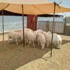 طليان و رخال