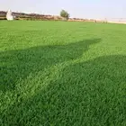 ثيل سئ 2000صافي وطبيعي الموقع الخرج