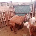 خرفان سواكني