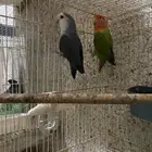 بغباء روز (زوج 200ريال فقط)