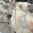 صوص دجاج براهما كولومبي