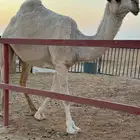 بكره طيبه باتليه   السن اكبر من القيه تروح جذعه