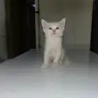 قطط للتبني عمر شهر و 3 اسابيع