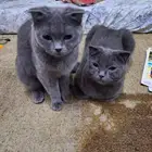 قطتان للبيع نوع Scottish Fold