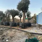 يوجد لدينا شجر الزيتون المعمر والمثمره وفي مركان