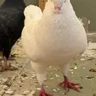 حمام ازواج كنج احجام سوبر جانبو منتجة عالشرط