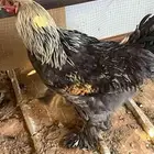 ديك براهما للبيع