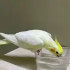 طير كروان