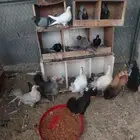 دجاج بياض وحضان