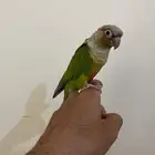 كنيور اليف ولعوب