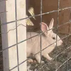 للبيع أرانب