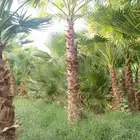 نخل واشنطن زينه للبيع بجميع مقاساته