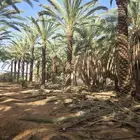 جميع انواع النخيل تركيب شبوك الرياض الخرج الحوطة القصيم