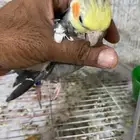 بغبغاء كوكتيل ذكر معه شهادة تحليل فقط بس 140ريال (غير اليف)