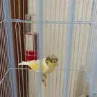 ذكر كناري سوري تغريد شرط وجاهز للانتاج