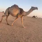 للبيع ناقه شقح طيب مبيوع بنتها قبل شهر