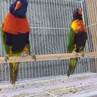 لوري منتج ((تم البيع))