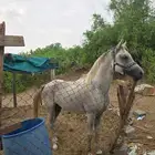 حصان شعبي