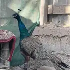ذكر طاوؤس