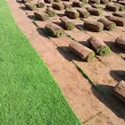 ثيل طبيعي سي 2000 درجه اولى صافي ونقي على الشرط شكل جمالي وخ