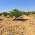 حمضيات جميع المقسات ولانوع برتقل ابوصره برتقل يوسفي