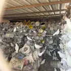 حمام للبيع العدد تقريبا 1000جوز بشبك واحد ال