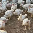 دجاج لاحم