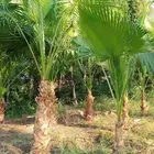 جميع احجام الأشجار والنباتات داخل المدينه المنوره