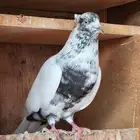 حمام مشكل