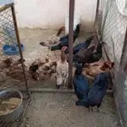 دجاج بكستاني