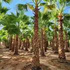 يوجد لدينا نخل واشنطني ونخل عربي جميع المقاسات مجدول صقعي بر