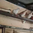 حمام هولندي نظيف مطير كامل منتج