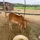 عجل للبيع