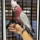 كوكاتو قالا اليف ومتكلم بالوجه جرييء ورقيص