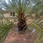 نخل للبيع جثايث وفسايل طيبه سكري صقعي مجدول خلاص