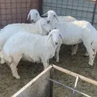 طليان