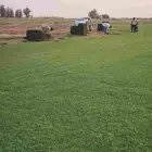 إنجيلة سي الفين طبيعي درجه اولى صافي اخضر